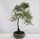 Outdoor bonsai - Prunus spinosa - tarnina - 3/3