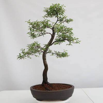 Outdoor bonsai - Prunus spinosa - tarnina - 3