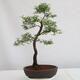 Outdoor bonsai - Prunus spinosa - tarnina - 3/4