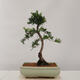 Outdoor bonsai - Taxus bacata - Cis czerwony - 3/4