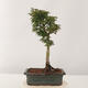 Outdoor bonsai - Acer palmatum Shishigashira - 3/5