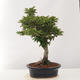 Outdoor bonsai - Acer palmatum Shishigashira - 3/5