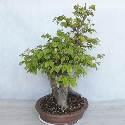 Outdoor bonsai Carpinus betulus - Grab VB2020-485 - 3