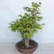 Outdoor bonsai Carpinus betulus - Grab VB2020-485 - 3/5