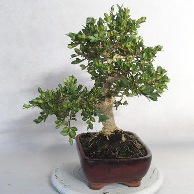 Outdoor bonsai - bukszpan - 3