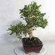 Outdoor bonsai - bukszpan - 3/5