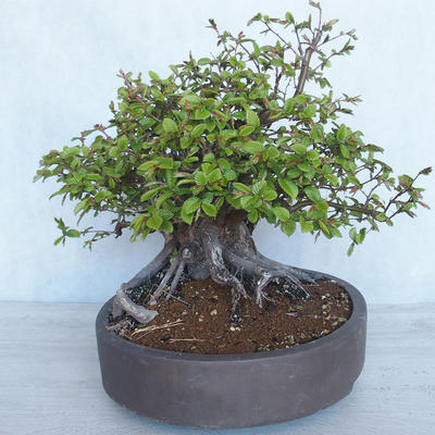 Outdoor bonsai Carpinus betulus - Grab VB2020-487 - 3
