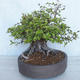 Outdoor bonsai Carpinus betulus - Grab VB2020-487 - 3/5