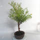 Outdoor bonsai- ziele dziurawca - Hypericum - 3/6