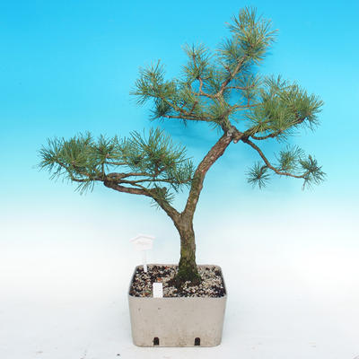 Yamadori - sosna - Pinus sylvestris - 3