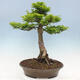 Outdoor bonsai - Acer palmatum Shishigashira - 3/7