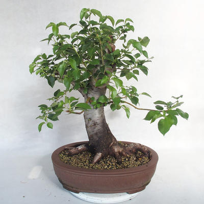 Outdoor bonsai -Mahalebka - Prunus mahaleb - 3