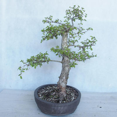 Outdoor bonsai - Ulmus GLABRA Elm VB2020-495 - 3