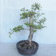 Outdoor bonsai - Ulmus GLABRA Elm VB2020-495 - 3/5