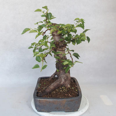 Outdoor bonsai -Mahalebka - Prunus mahaleb - 3