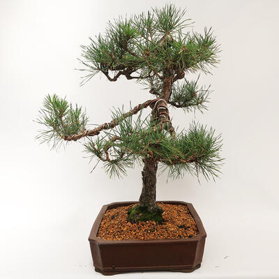 Bonsai zewnętrzne - Pinus sylvestris - Sosna leśna - 3