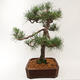 Bonsai zewnętrzne - Pinus sylvestris - Sosna leśna - 3/5