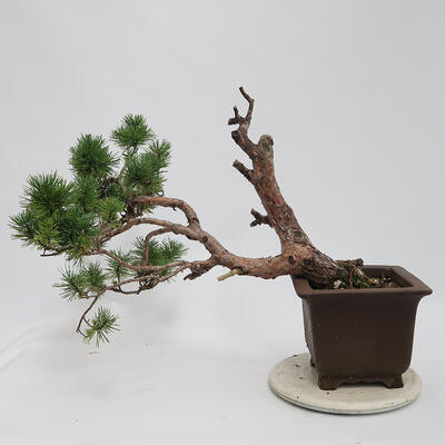 Bonsai zewnętrzne - Pinus sylvestris Watereri - Sosna leśna - 3