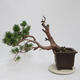 Bonsai zewnętrzne - Pinus sylvestris Watereri - Sosna leśna - 3/5