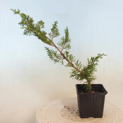 Outdoor bonsai - Juniperus chinensis Itoigawa-jałowiec chiński - 3