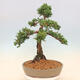 Outdoor bonsai - Juniperus chinensis Kishu - chiński jałowiec - 3/5