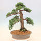 Outdoor bonsai - Juniperus chinensis Kishu - chiński jałowiec - 3/5