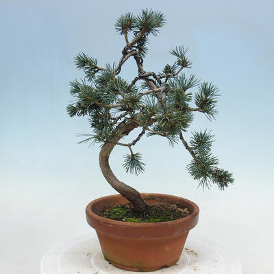 Outdoor bonsai - Pinus parviflora - Mała sosna - 3