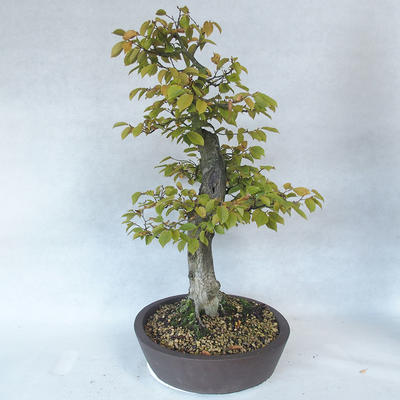 Outdoor bonsai - grab - Carpinus betulus - 3