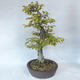 Outdoor bonsai - grab - Carpinus betulus - 3/5
