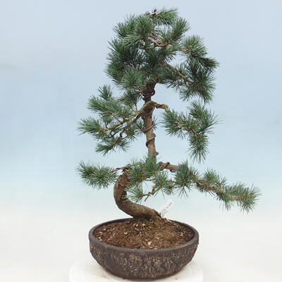 Outdoor bonsai - Pinus parviflora - Mała sosna - 3