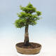 Outdoor bonsai - Acer palmatum Shishigashira - 3/6