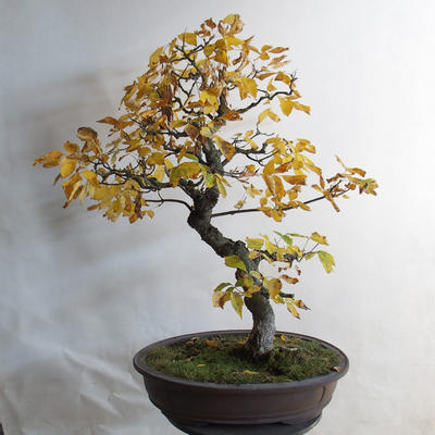 Outdoor bonsai - klon azjatycki - Acer negundo - 3