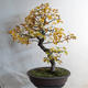 Outdoor bonsai - klon azjatycki - Acer negundo - 3/4