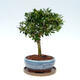 Kryte bonsai ze spodkiem - Ilex crenata - Holly - 3/6