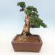 Outdoor bonsai - Juniperus chinensis - chiński jałowiec - 3/5