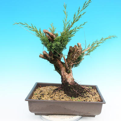 Yamadori Juniperus chinensis - jałowiec - 3