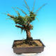 Yamadori Juniperus chinensis - jałowiec - 3/5