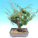 Yamadori Juniperus chinensis - jałowiec - 3/6