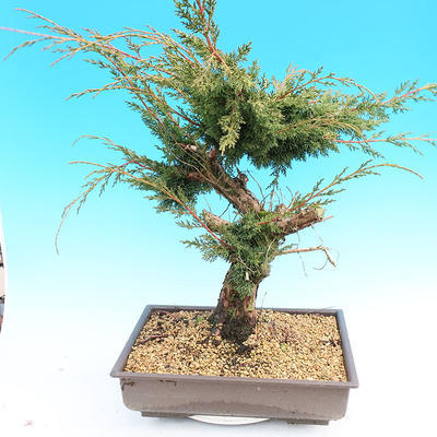 Yamadori Juniperus chinensis - jałowiec - 3