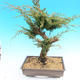 Yamadori Juniperus chinensis - jałowiec - 3/6