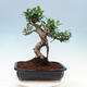 Kryty bonsai - Ficus kimmen - fikus drobnolistny - 3/4
