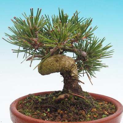 Pinus thunbergii - Thunbergova Pine - 3