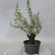 Outdoor bonsai - góra Satureja - Satureja montana - 3/6