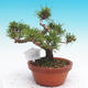 Pinus thunbergii - Thunbergova Pine - 3/4