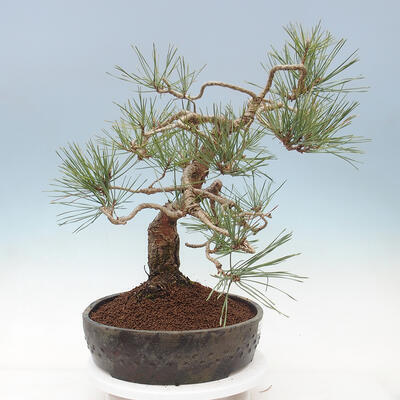 Bonsai ogrodowe - Pinus sylvestris Watereri - sosna zwyczajna - 3