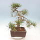 Bonsai ogrodowe - Pinus sylvestris Watereri - sosna zwyczajna - 3/4
