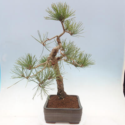 Bonsai ogrodowe - Pinus sylvestris Watereri - sosna zwyczajna - 3