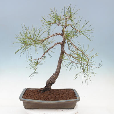 Bonsai ogrodowe - Pinus sylvestris - sosna zwyczajna - 3