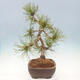 Bonsai ogrodowe - Pinus mugo - Sosna Klęcząca - 3/4