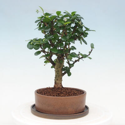 Kryte bonsai ze spodkiem - Carmona macrophylla - Herbata Fuki - 3